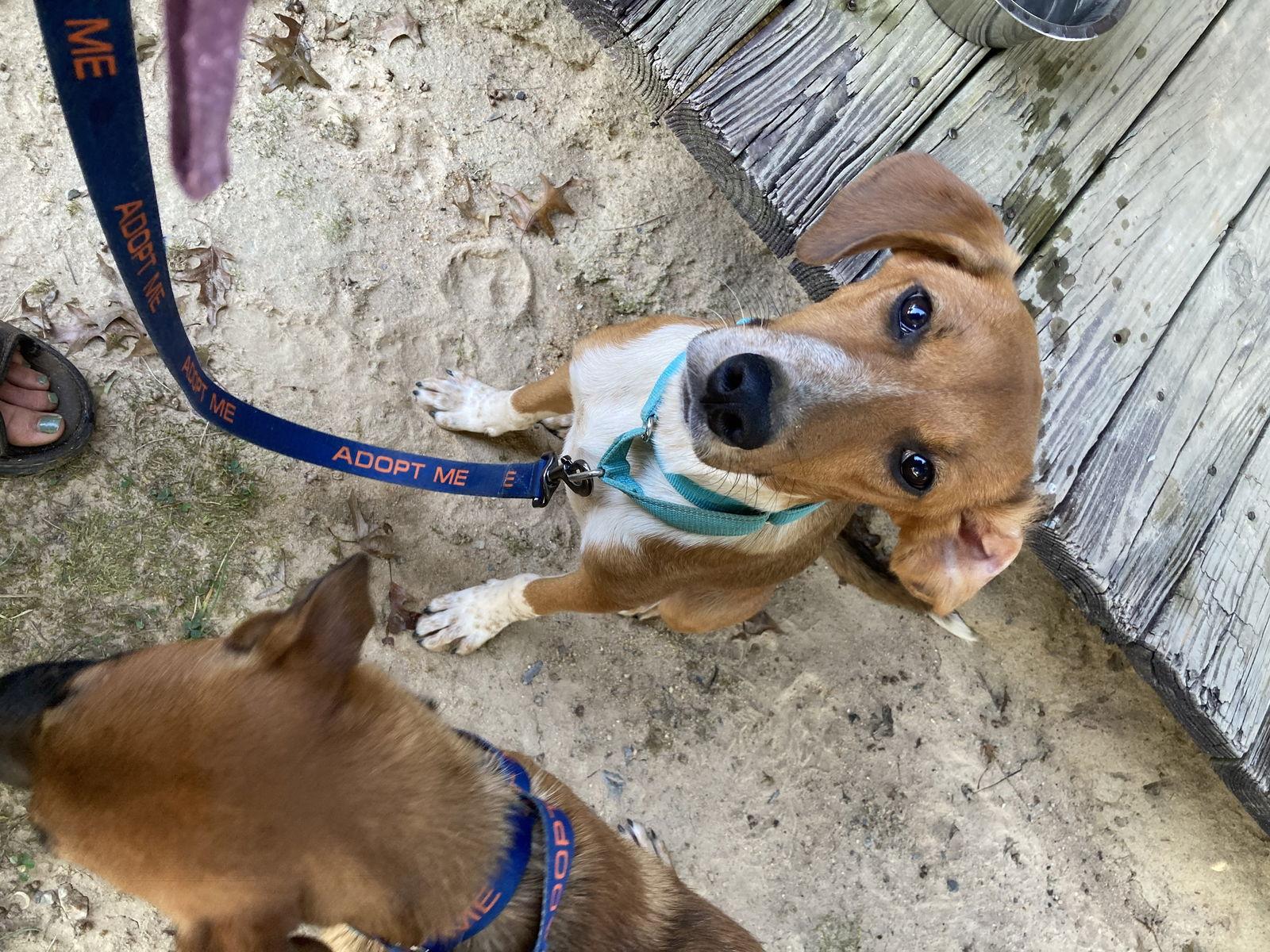 Thelma, Adoptable, Young Female Labrador Retriever & Hound.