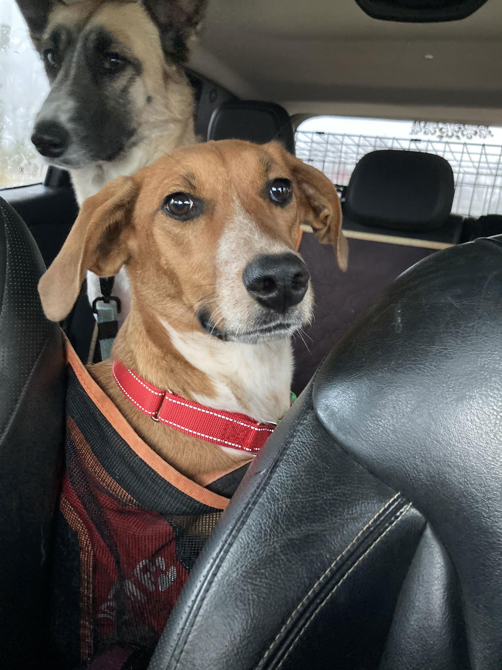 Thelma, a Adoptable mixed breed in Chatham, VA image 1/3