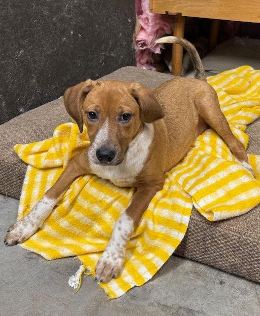 Thelma, a Adoptable mixed breed in Chatham, VA image 2/3