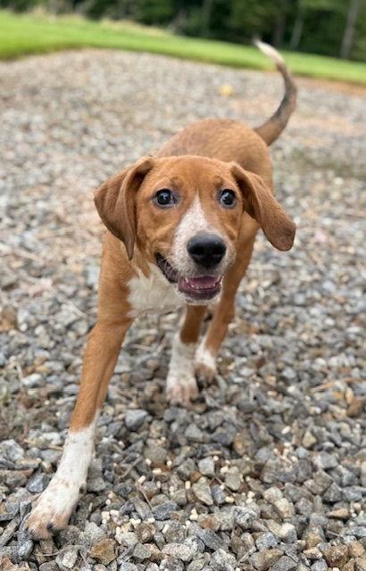 Thelma, a Adoptable mixed breed in Chatham, VA image 3/3