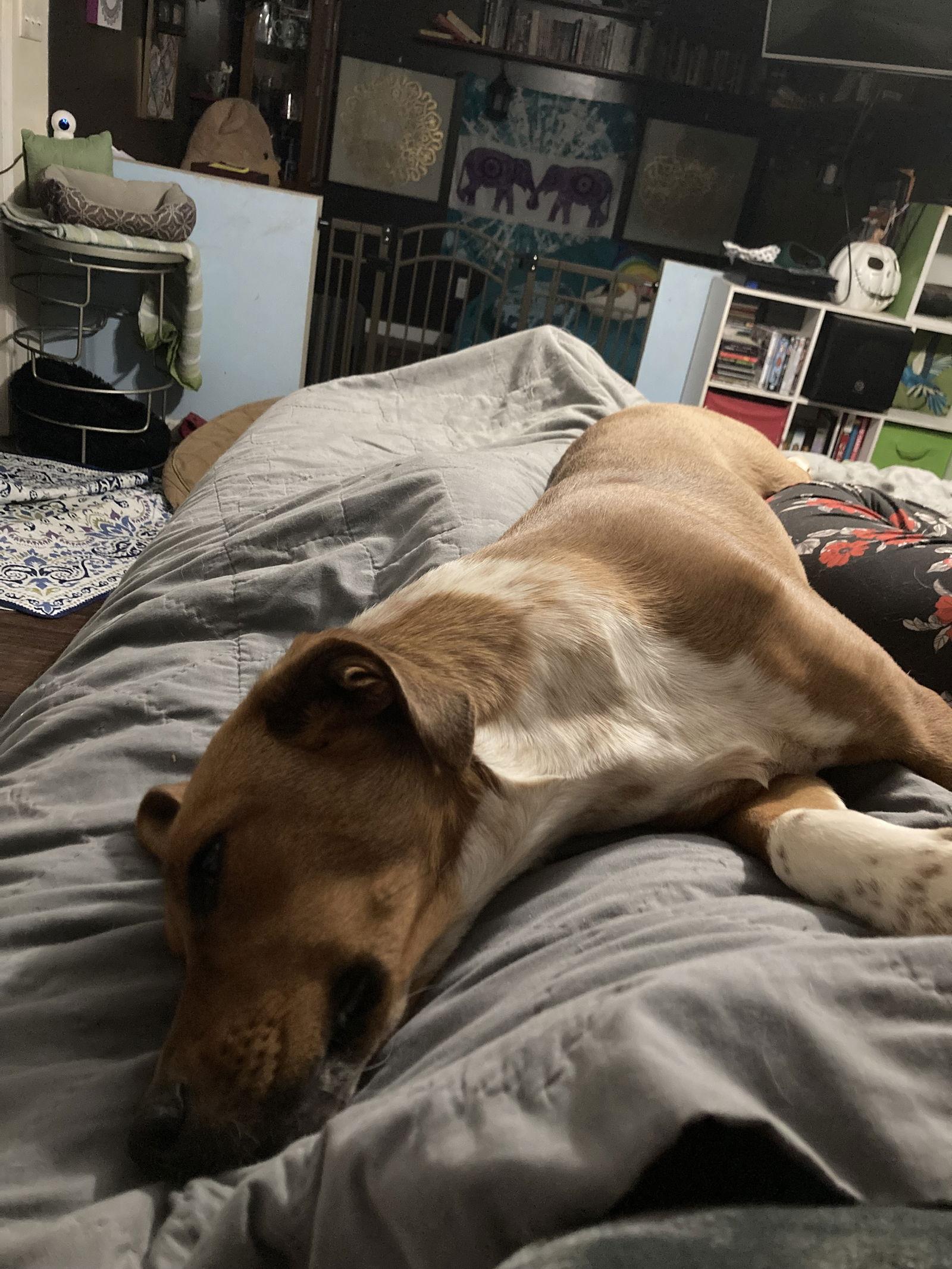 Thelma, a Adoptable mixed breed in Chatham, VA image 3/3