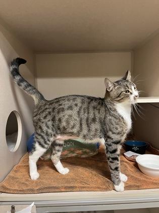 Macaroon, Adoptable, Adult Female Domestic Short Hair & Domestic Short Hair.