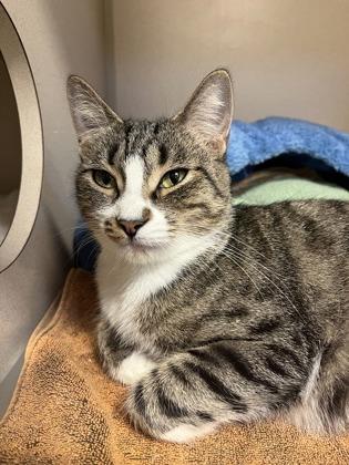 Macaroon, a Adoptable mixed breed in Quakertown, PA image 3/3