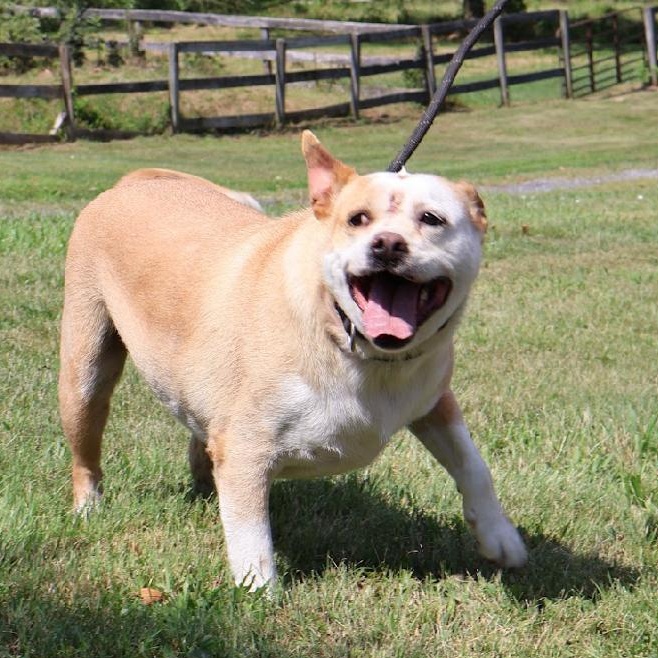 SKY in New York to meet and greet!, an adoptable Basenji, Terrier in New York, NY, 10025 | Photo Image 3