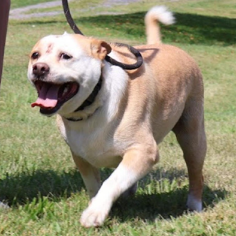 SKY in New York to meet and greet!, an adoptable Basenji, Terrier in New York, NY, 10025 | Photo Image 2