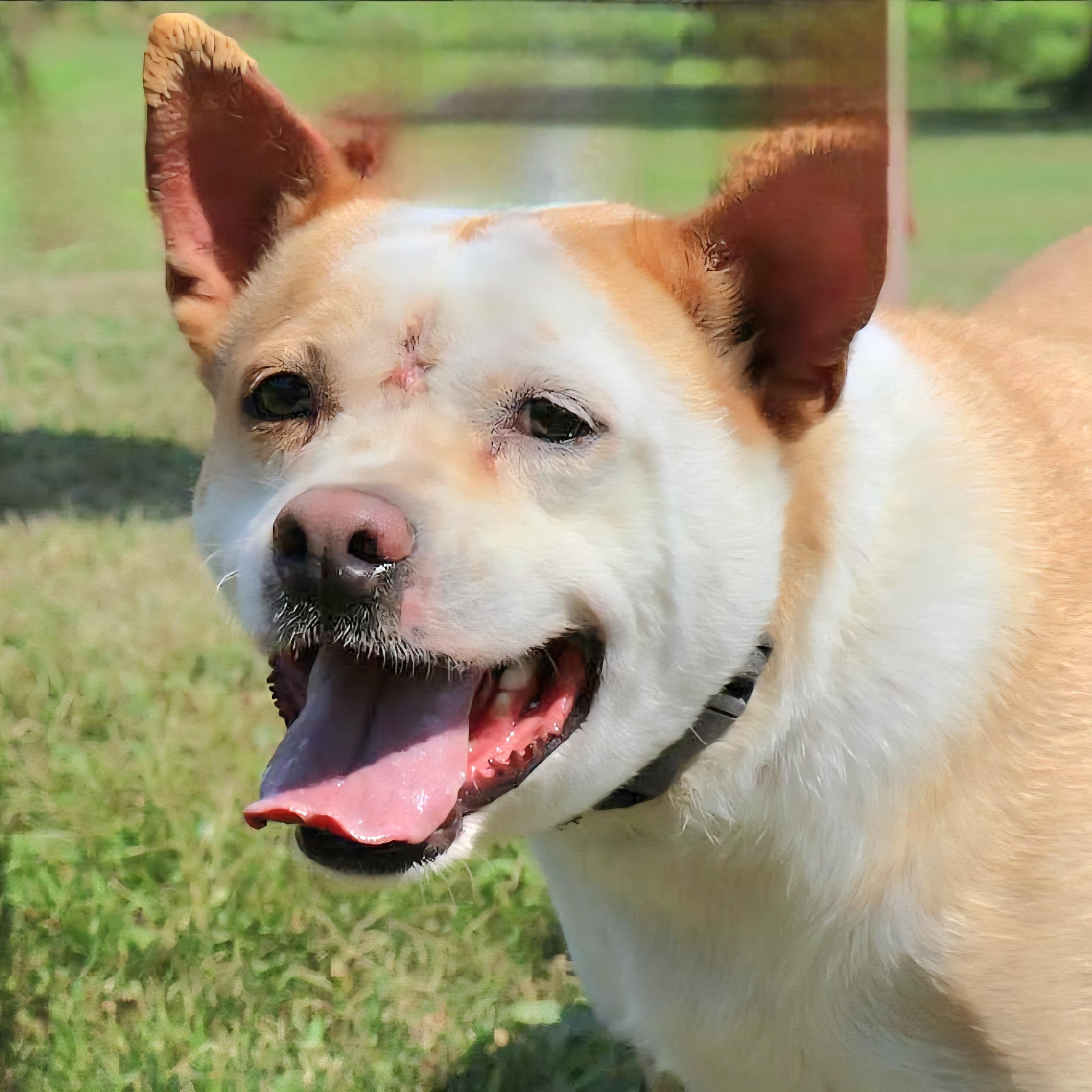 SKY "In NY: Foster &/or Forever Home Needed!" photo