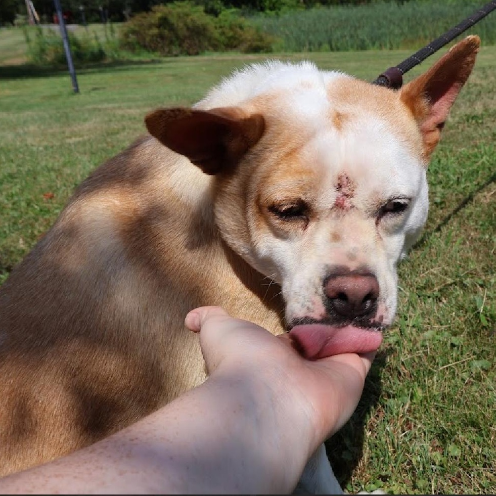 SKY in New York to meet and greet!, an adoptable Basenji, Terrier in New York, NY, 10025 | Photo Image 4