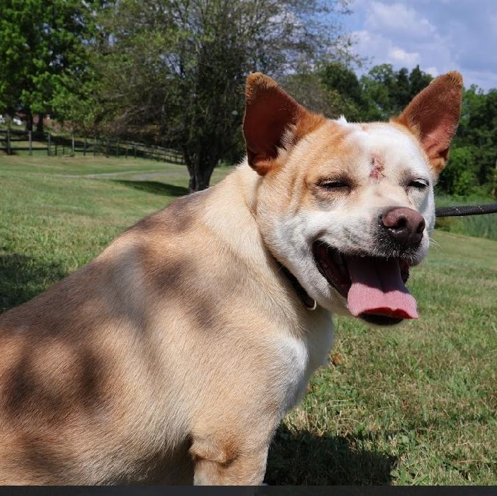 SKY in New York to meet and greet!, an adoptable Basenji, Terrier in New York, NY, 10025 | Photo Image 5