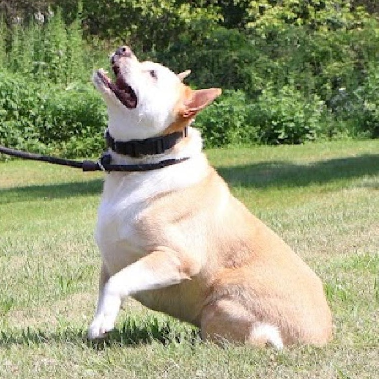 SKY in New York to meet and greet!, an adoptable Basenji, Terrier in New York, NY, 10025 | Photo Image 6