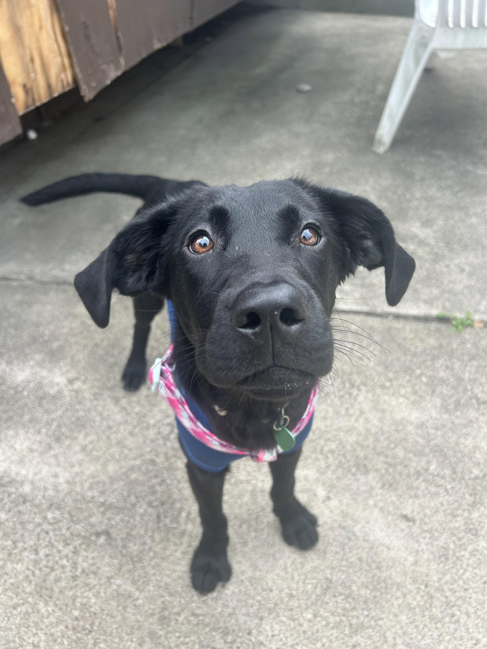 Meadow, Adoptable, Young Female Black Labrador Retriever.