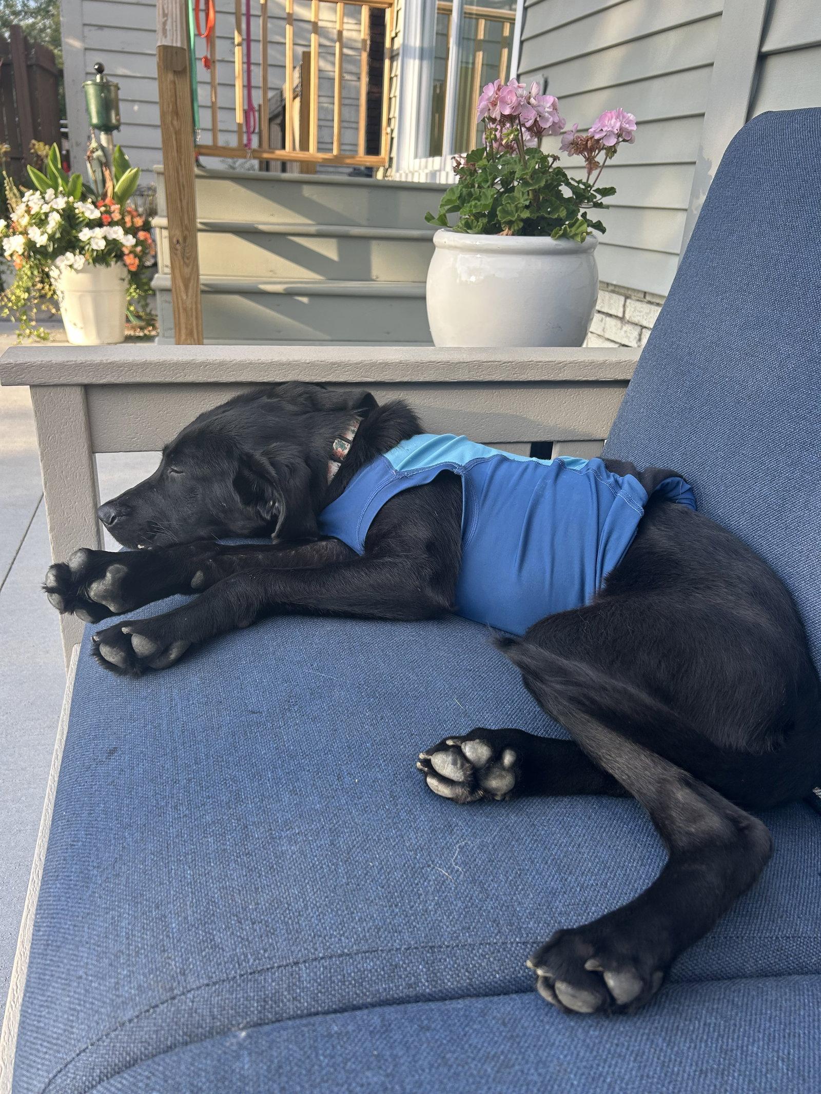 Enlarge Meadow, a Adoptable Black Labrador Retriever in Springville, NY image 2/3