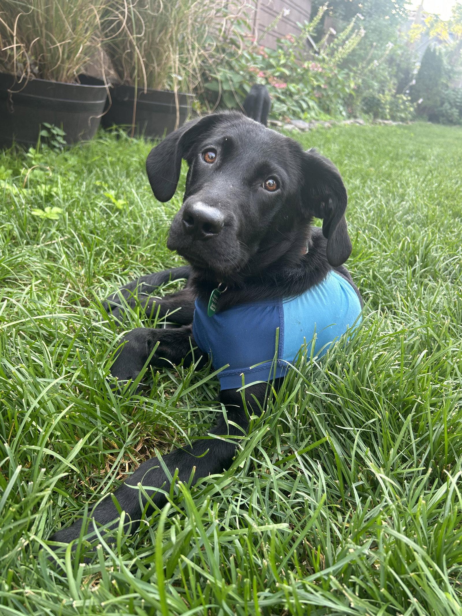 Enlarge Meadow, a Adoptable Black Labrador Retriever in Springville, NY image 3/3