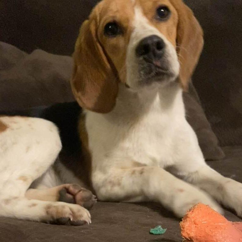Enlarge Millie, a Adoptable Beagle in Middletown, OH image 1/3