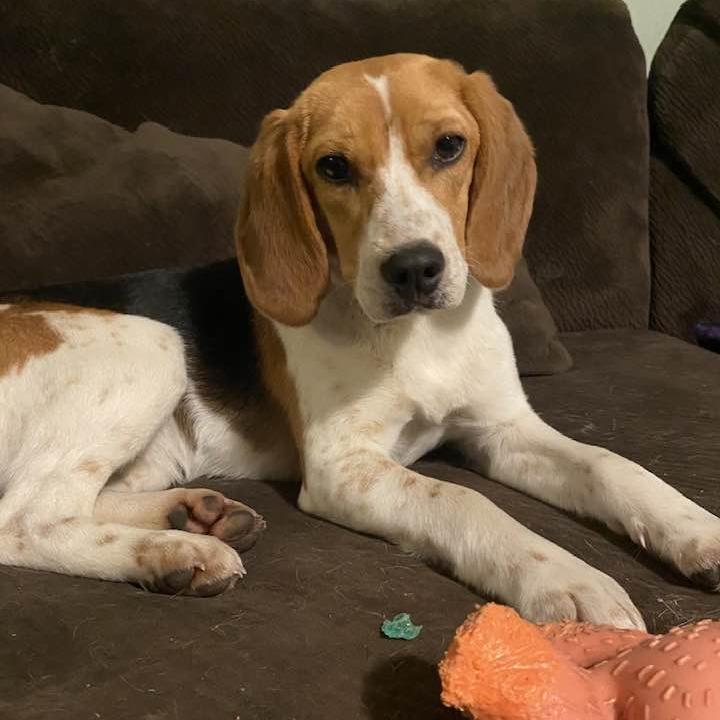 Enlarge Millie, a Adoptable Beagle in Middletown, OH image 2/3