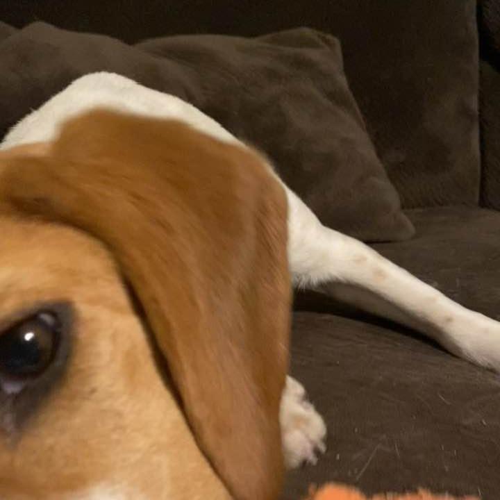 Enlarge Millie, a Adoptable Beagle in Middletown, OH image 3/3