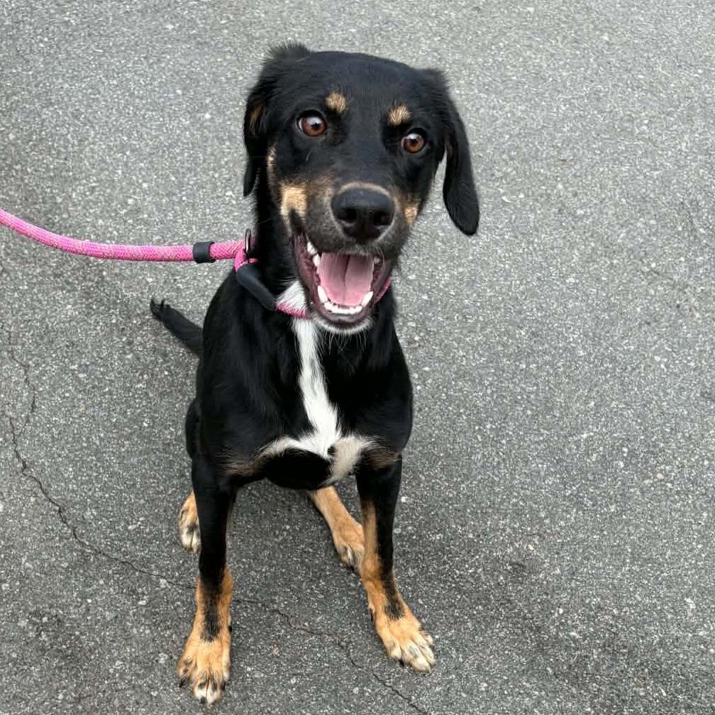 Robert Downey Jr., Adoptable, Young Male Hound & Mixed Breed.