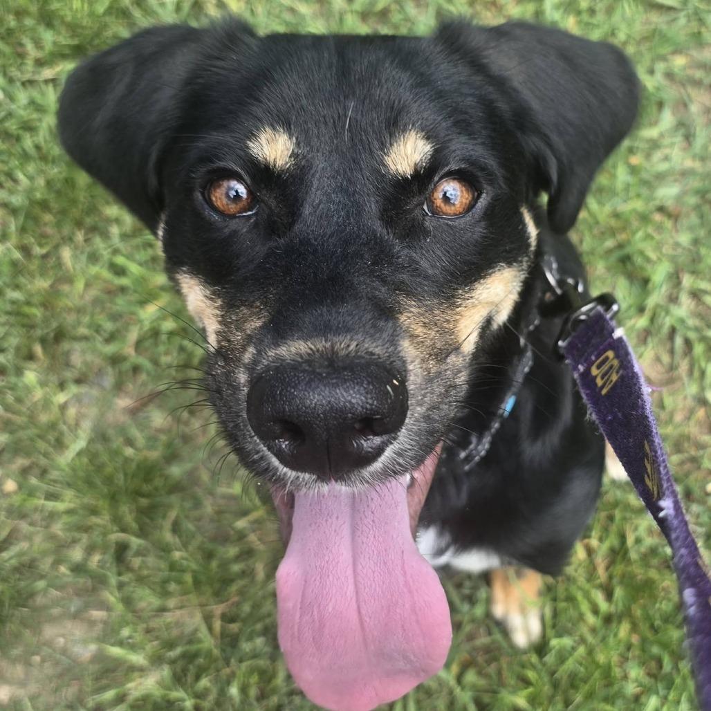 Enlarge Robert Downey Jr., a Adoptable mixed breed in Concord, NC image 2/6