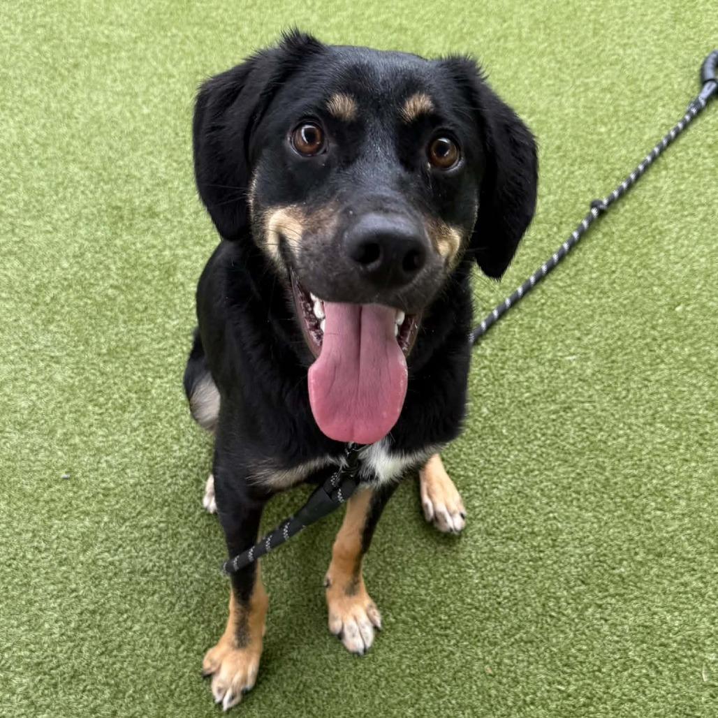 Enlarge Robert Downey Jr., a Adoptable mixed breed in Concord, NC image 2/6