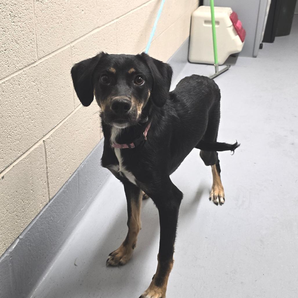 Enlarge Robert Downey Jr., a Adoptable mixed breed in Concord, NC image 3/6