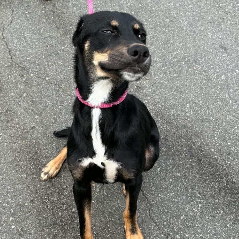 Enlarge Robert Downey Jr., a Adoptable mixed breed in Concord, NC image 4/6