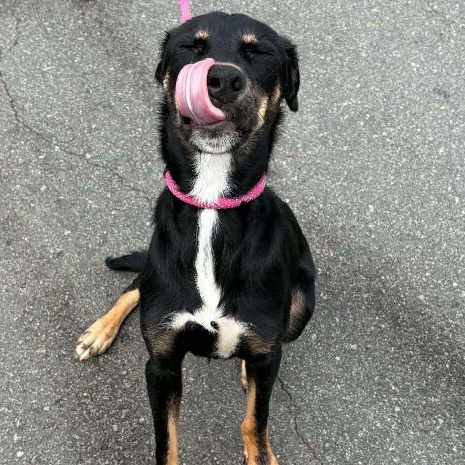 Enlarge Robert Downey Jr., a Adoptable mixed breed in Concord, NC image 5/6