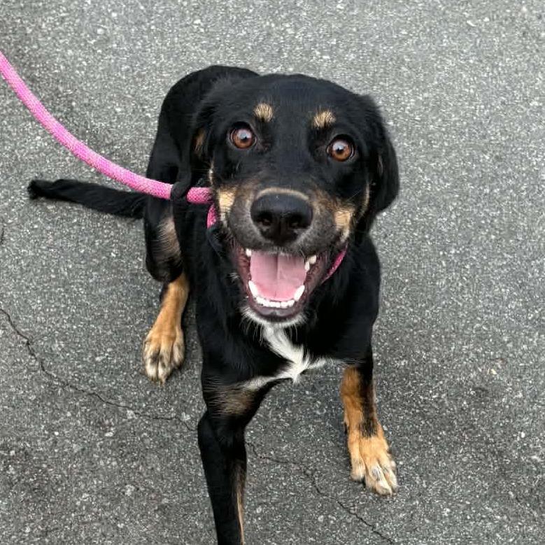 Enlarge Robert Downey Jr., a Adoptable mixed breed in Concord, NC image 6/6