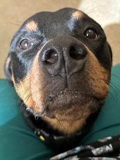 Enlarge Bonnie, an adopted mixed breed in Cleveland, OH image 2/2