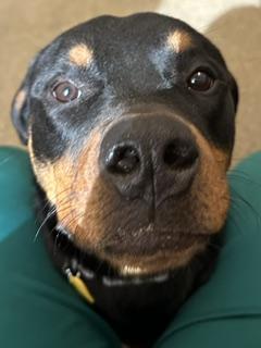 Bonnie, adopted, Young Female Rottweiler.