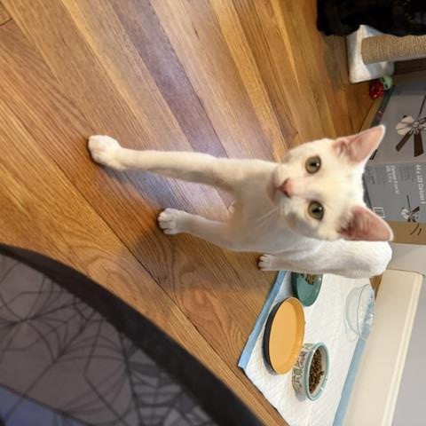 Enlarge Saint (Meaghan-Fostered in New England), a Adoptable mixed breed in Milford, NH image 2/3