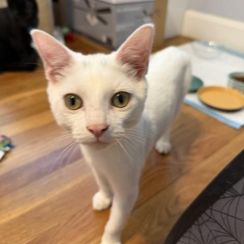 Enlarge Saint (Meaghan-Fostered in New England), a Adoptable mixed breed in Milford, NH image 1/3
