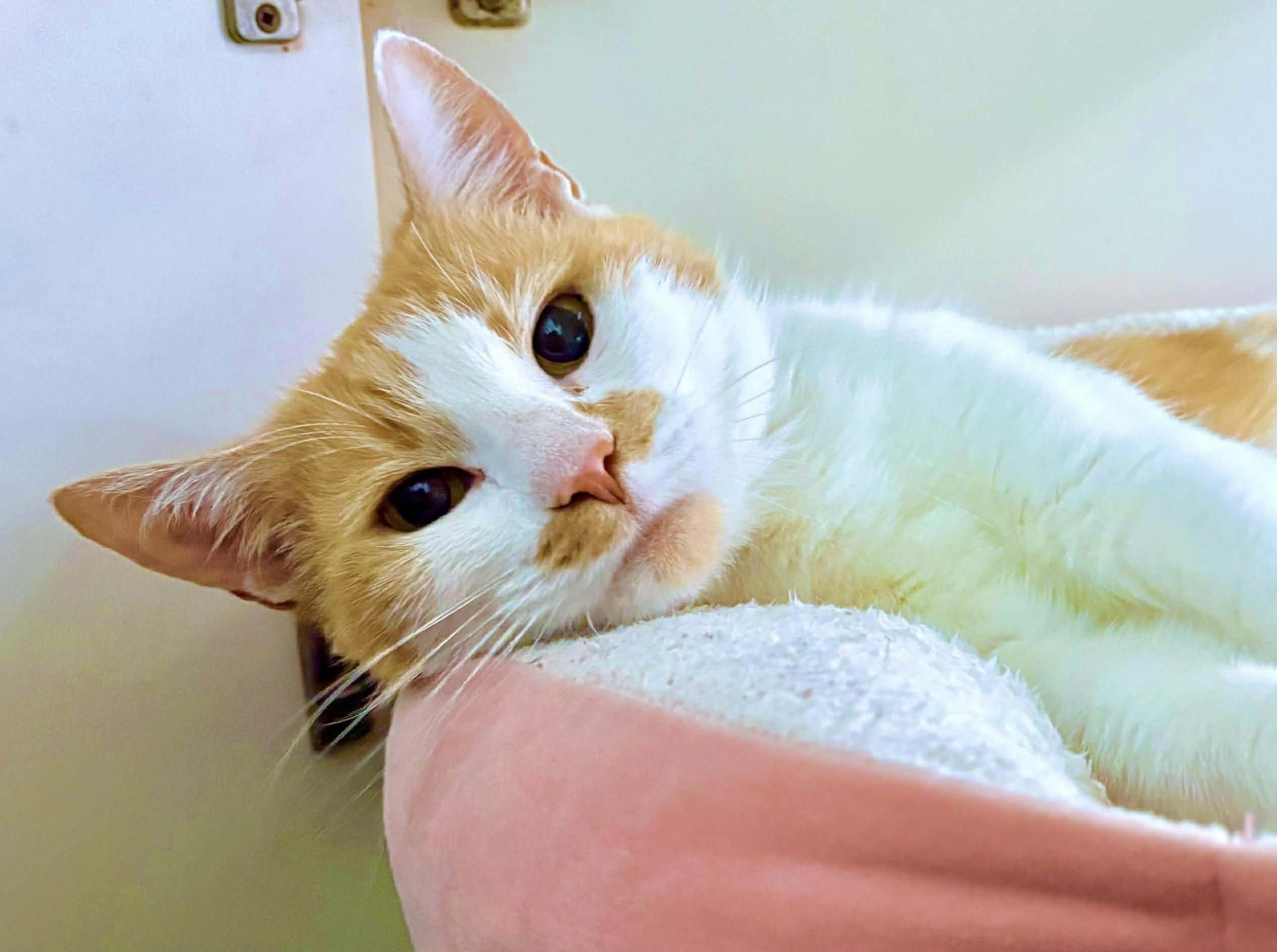 Enlarge Cheese, a Adoptable mixed breed in Philadelphia, PA image 5/6