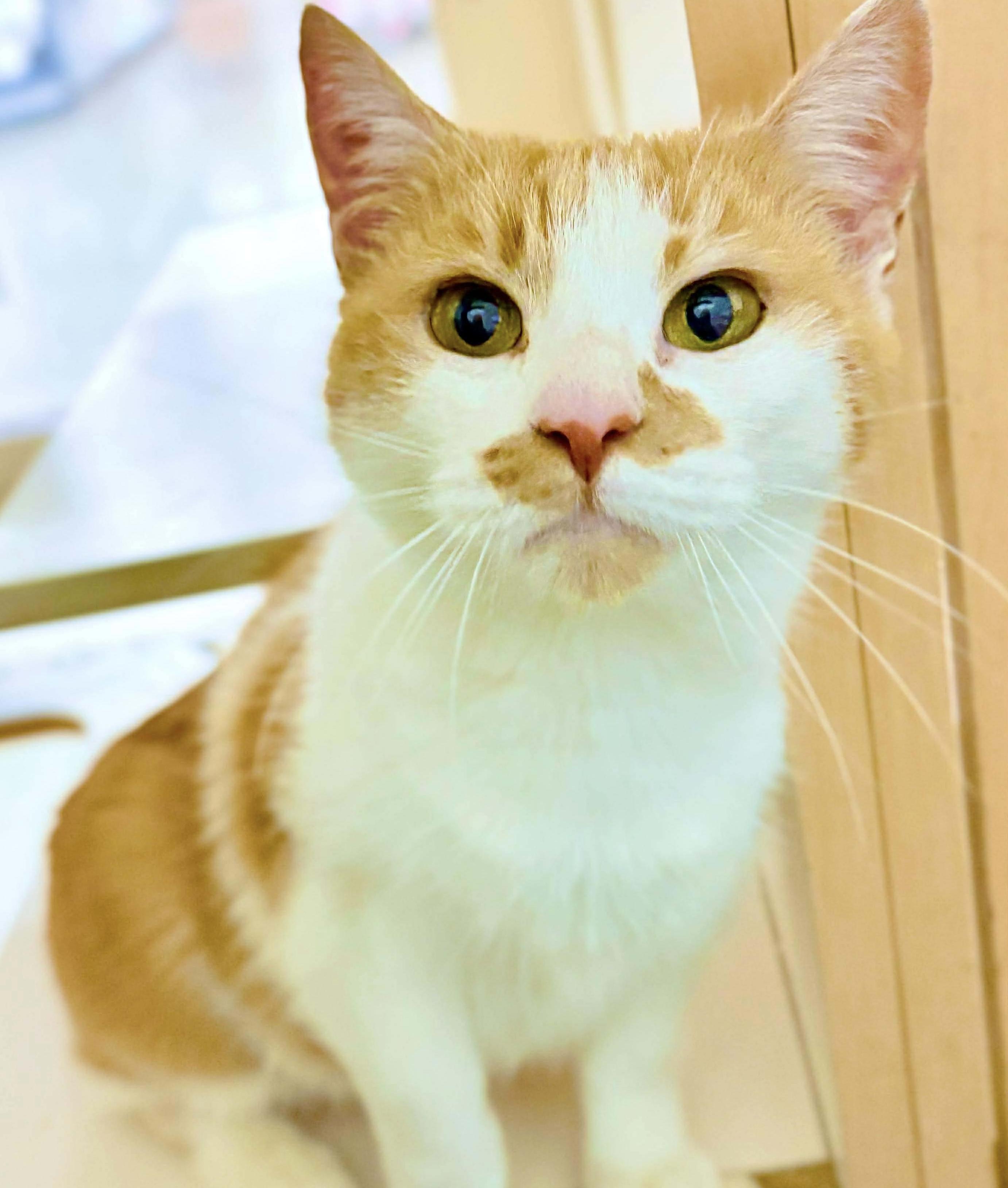 Enlarge Cheese, a Adoptable mixed breed in Philadelphia, PA image 4/6