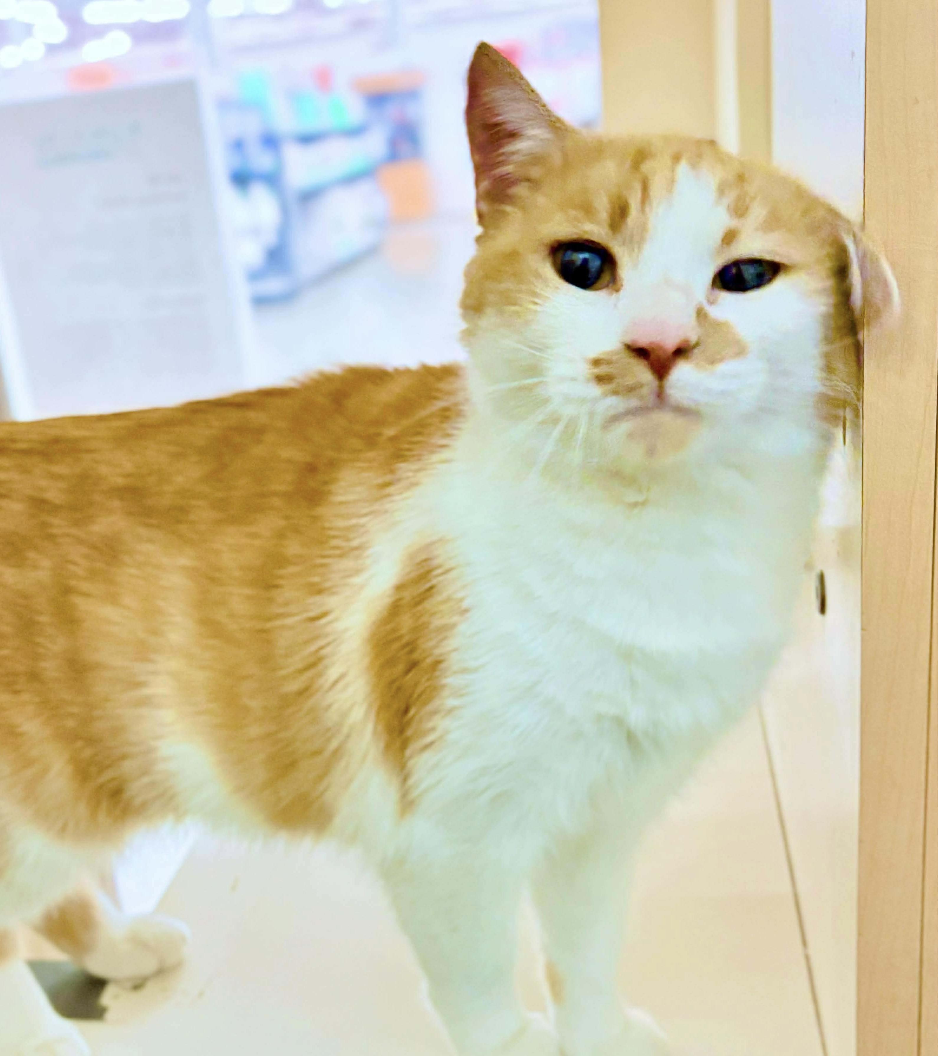 Enlarge Cheese, a Adoptable mixed breed in Philadelphia, PA image 6/6