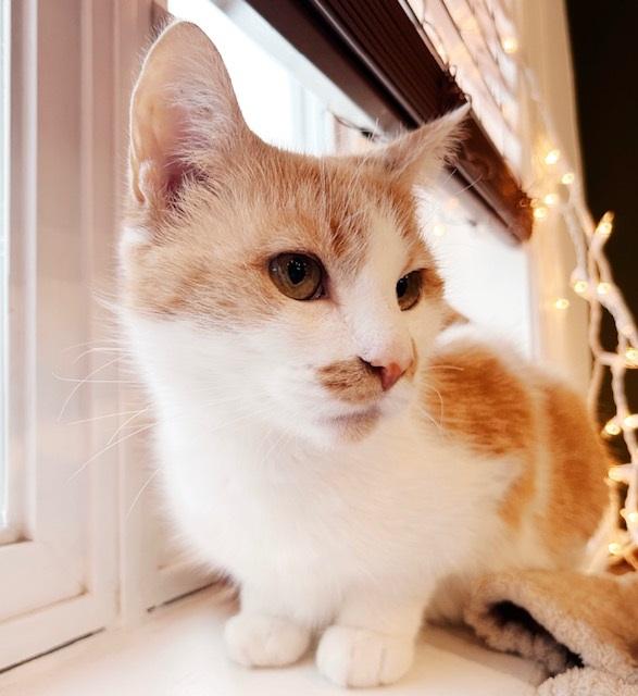 Enlarge Cheese, a Adoptable mixed breed in Philadelphia, PA image 2/6