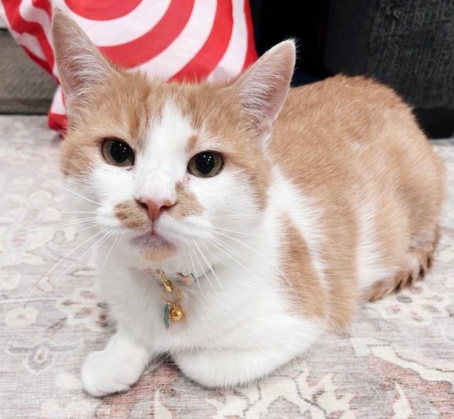 Enlarge Cheese, a Adoptable mixed breed in Philadelphia, PA image 1/6