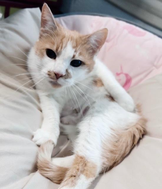 Enlarge Cheese, a Adoptable mixed breed in Philadelphia, PA image 3/6