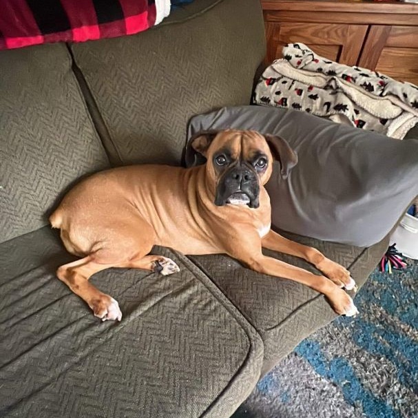 Nova, born Aug 19, 2017, a Adoptable Boxer in Lucknow, ON image 3/6