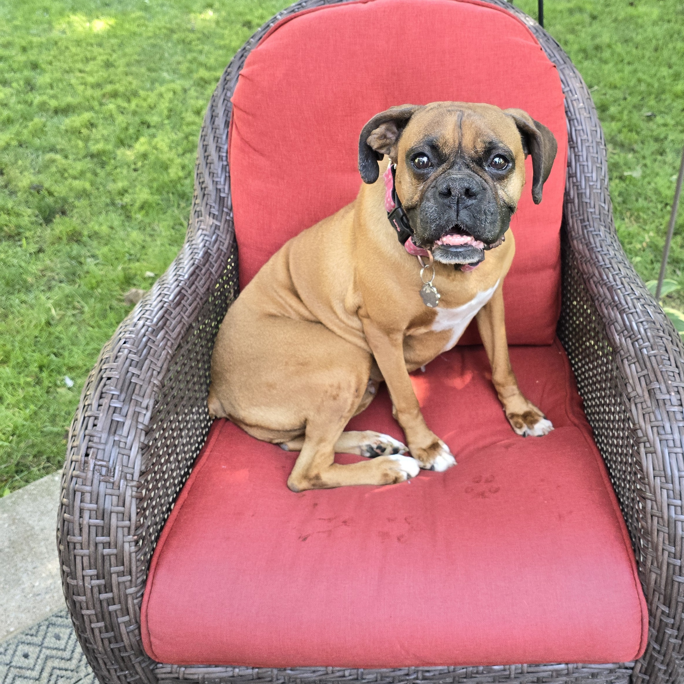 Nova, born Aug 19, 2017, a Adoptable Boxer in Lucknow, ON image 6/6