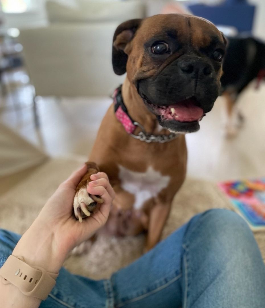 Nova, born Aug 19, 2017, a Adoptable Boxer in Lucknow, ON image 4/6