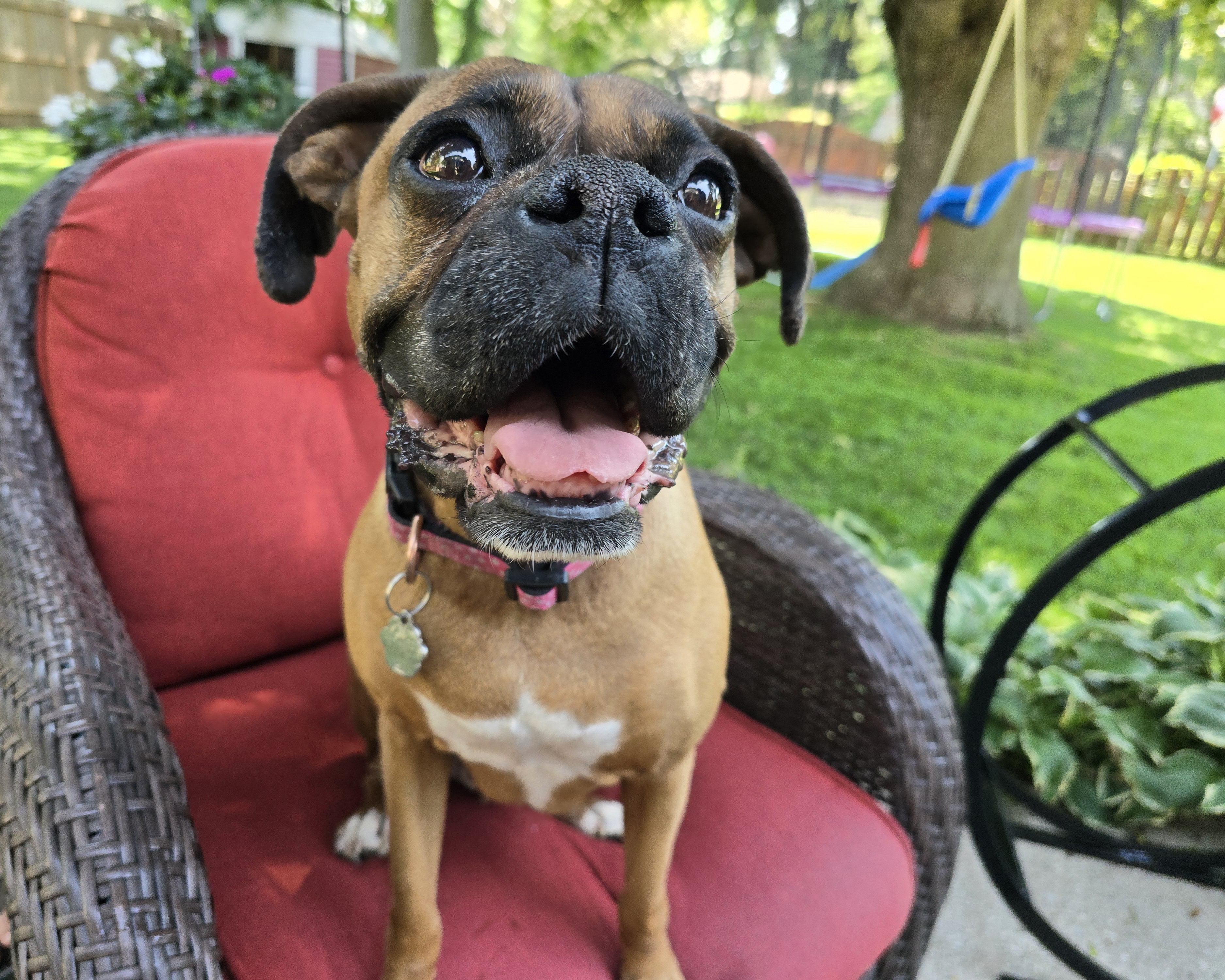 Nova, born Aug 19, 2017, a Adoptable Boxer in Lucknow, ON image 2/6