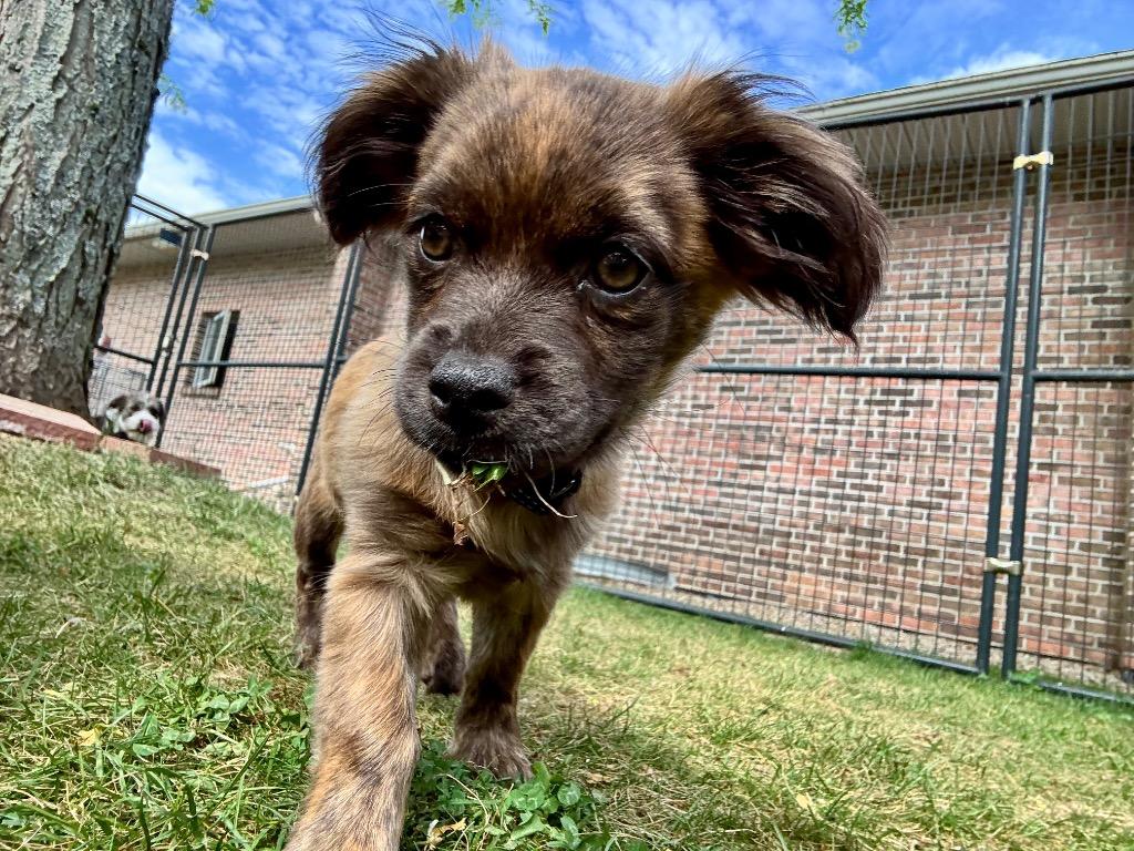 Zorah, Adoptable, Puppy Female Terrier & Spaniel.