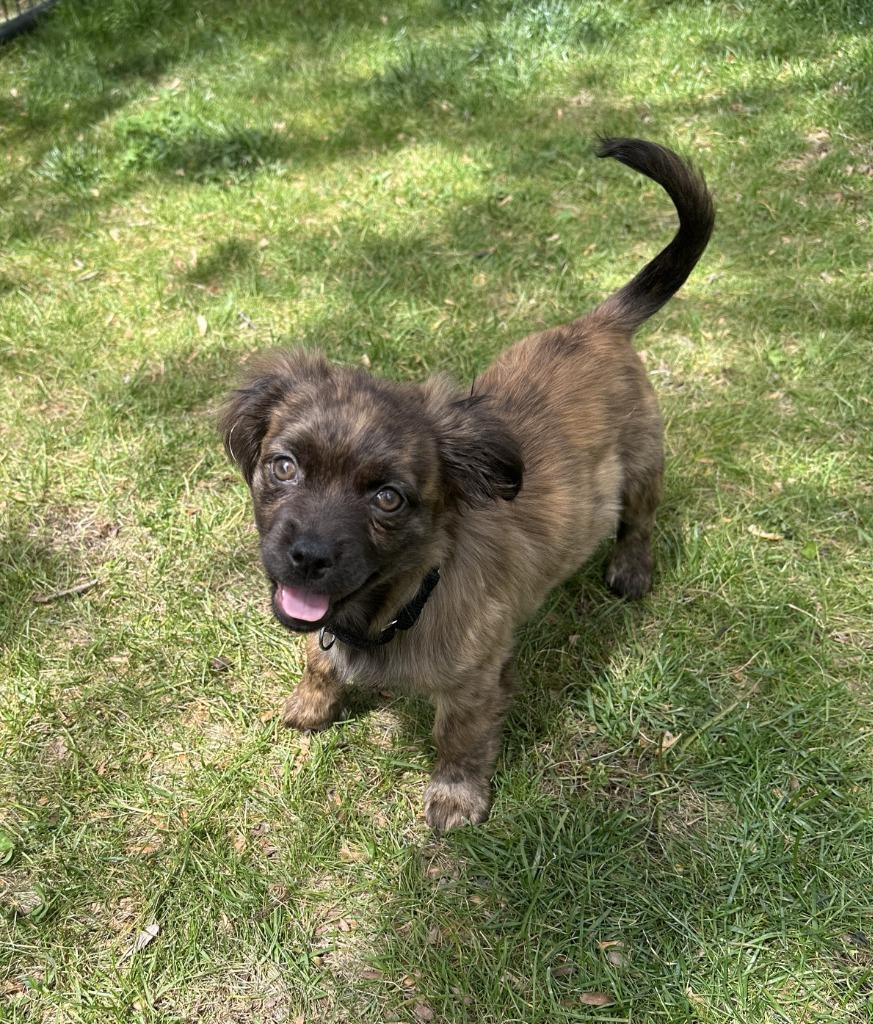Zorah, Adoptable, Puppy Female Terrier & Spaniel.