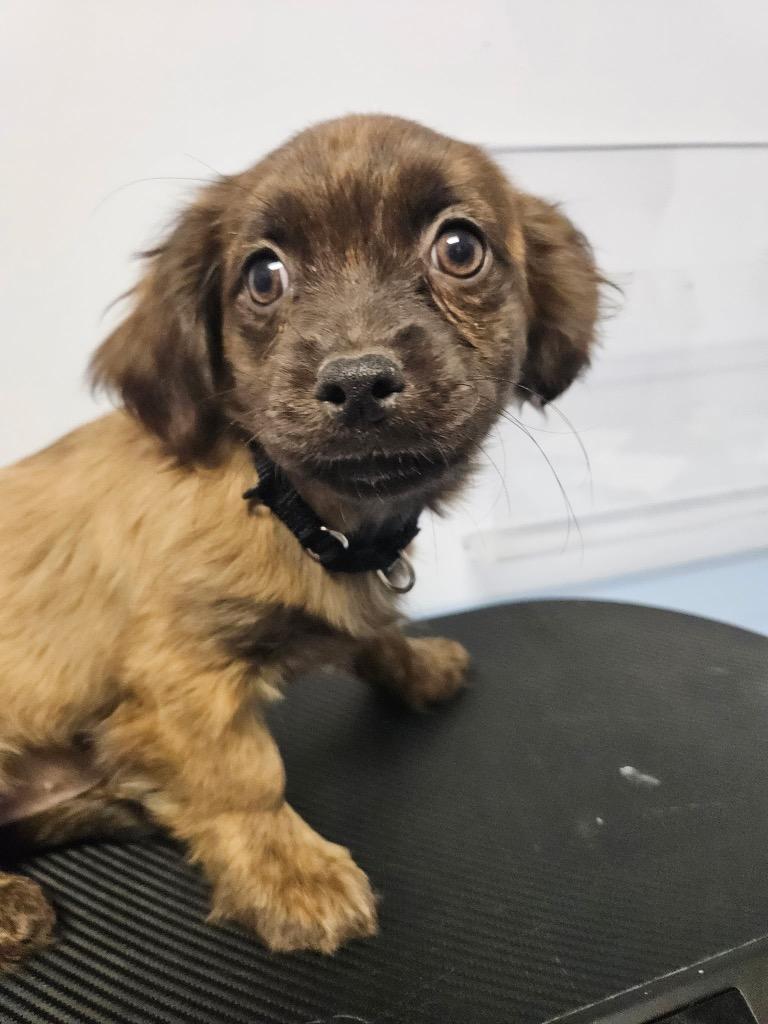 Enlarge Zorah, a Adoptable mixed breed in Gloversville, NY image 3/3