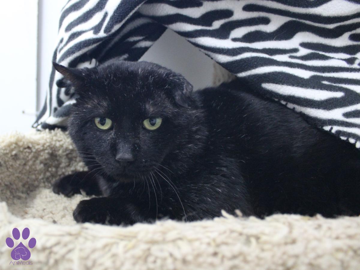 Bowser, an adoptable Domestic Short Hair in Missoula, MT, 59808 | Photo Image 2