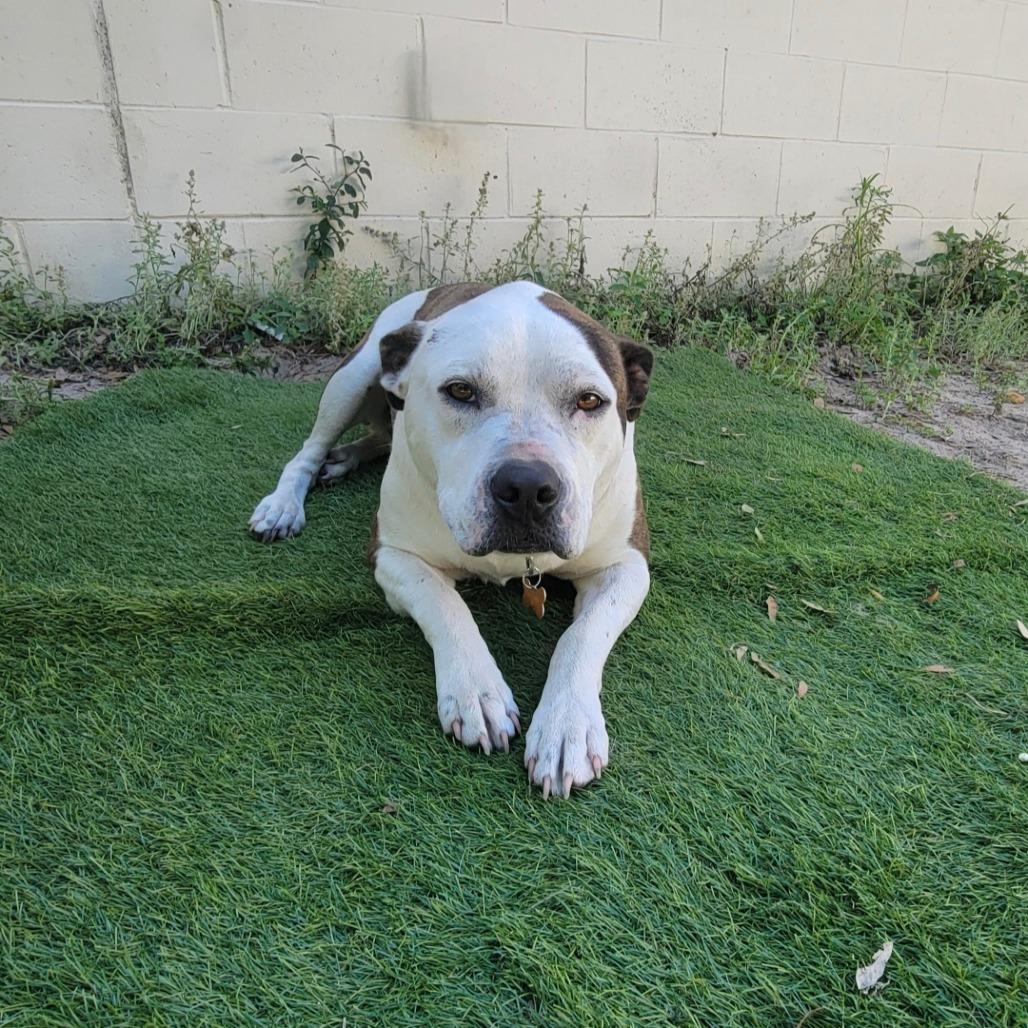 Asics, Adoptable, Adult Female Mixed Breed.