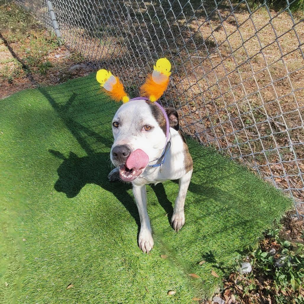 Asics, Adoptable, Adult Female Mixed Breed.