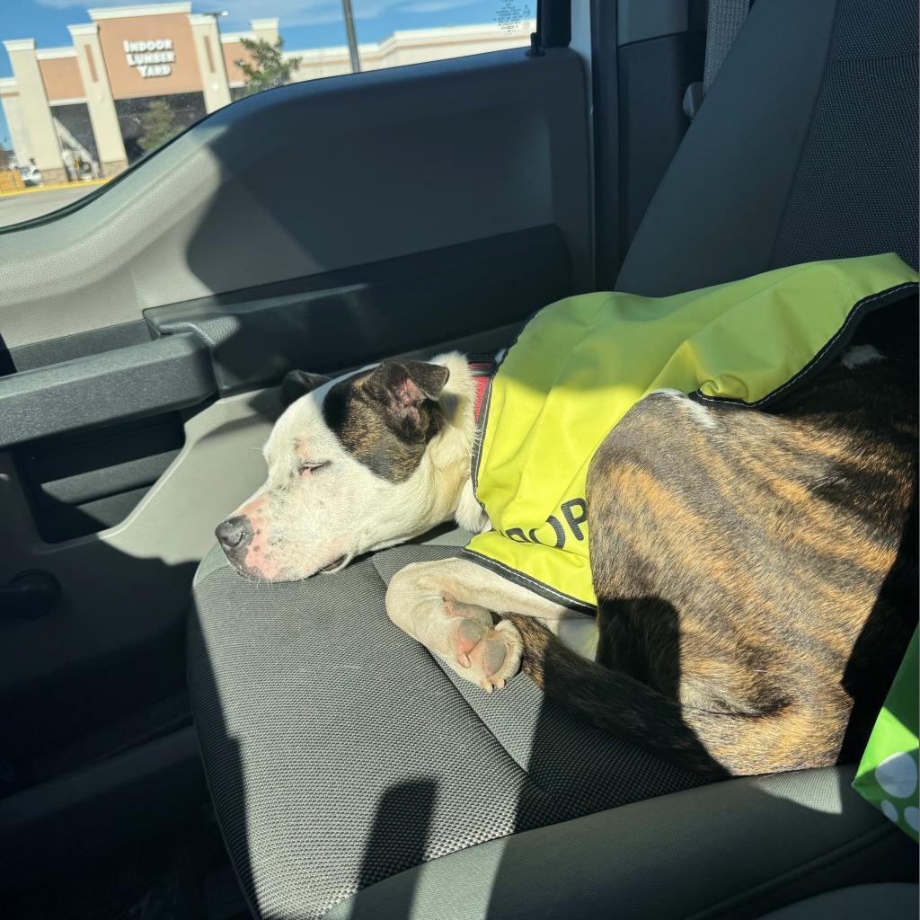 Asics, Adoptable, Adult Female Mixed Breed.