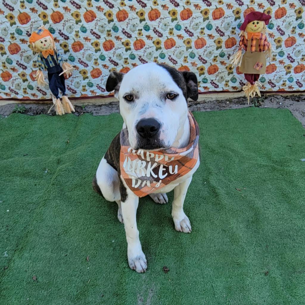 Enlarge Asics, a Adoptable Mixed Breed in Lake Panasoffkee, FL image 3/6