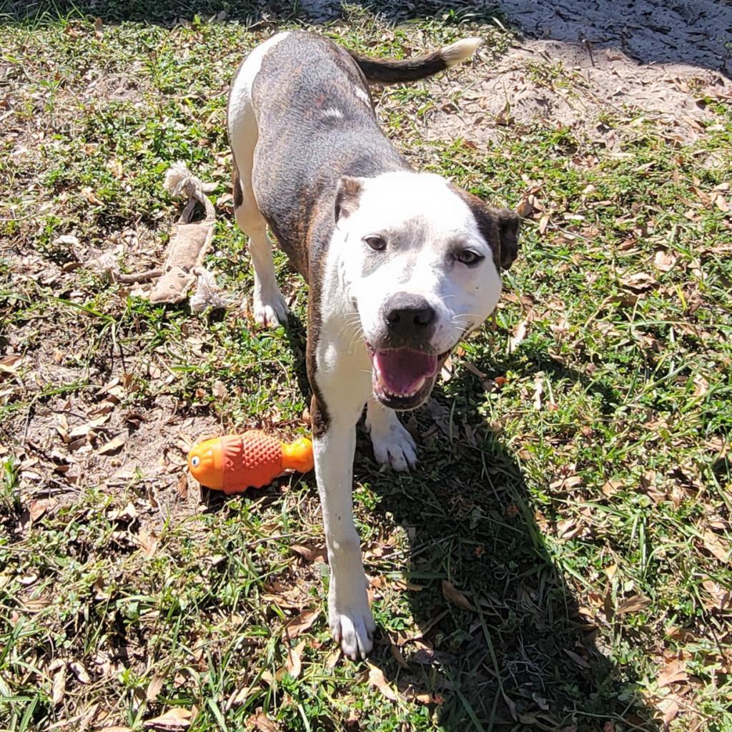 Enlarge Asics, a Adoptable Mixed Breed in Lake Panasoffkee, FL image 4/6