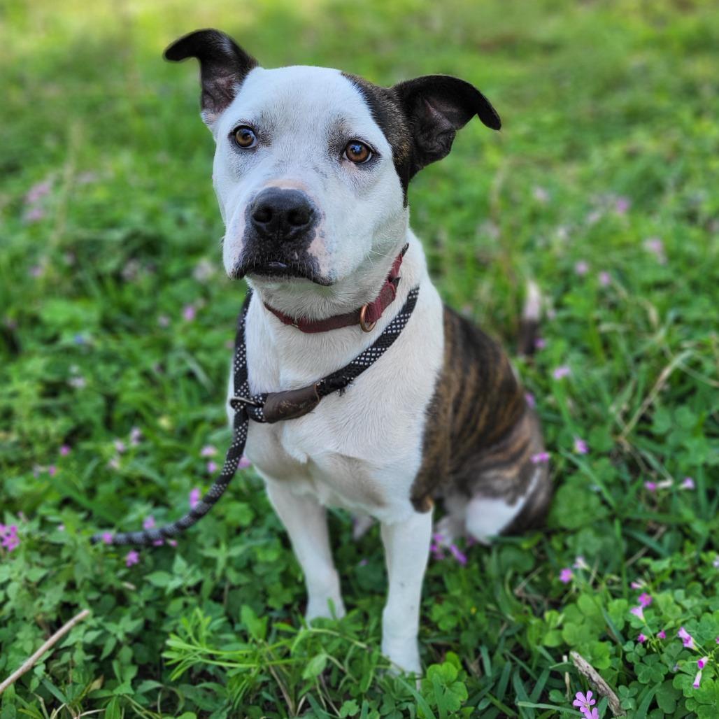 Asics, a Adoptable Mixed Breed in Lake Panasoffkee, FL image 3/6